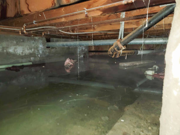 Best Basement water damage restoration  in Pevely, MO
